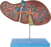 Liver Model Pharmaceutical and Anatomical Model Gifts